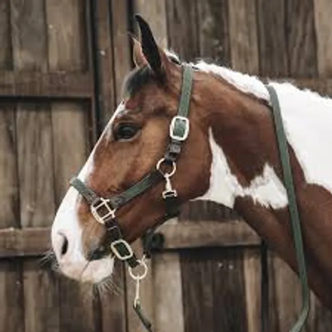Hovedbilde Kentucky Plaited Grime